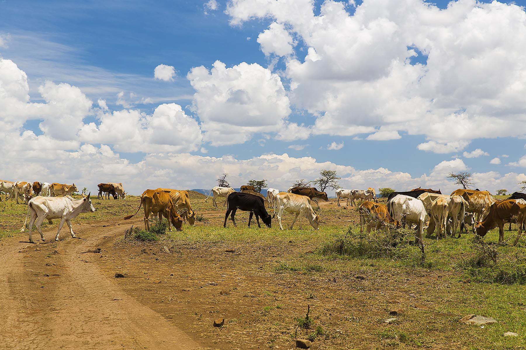 Criação de vacas leiteiras